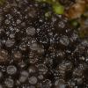 Collema fasciculare